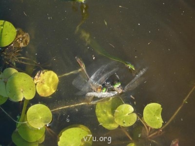 Где мы живем - пр1.JPG