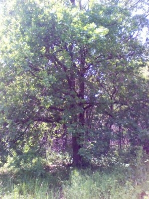 Опушка леса. Леса дубовые, зачастую непролазные от валежника и зарослей терновника.