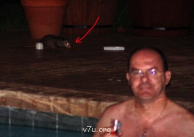 Вот так бы раскинула крылья и улетела... Осень однако:  - Opossum.jpg