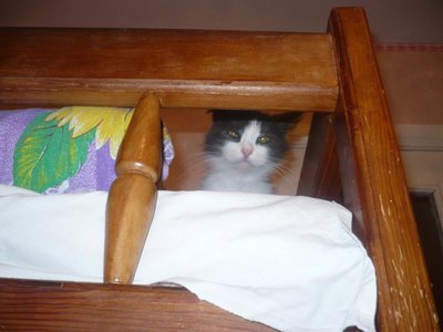 Наши любимые домашние питомцы - P1090789.JPG