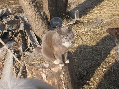 Наши любимые домашние питомцы - 010.JPG