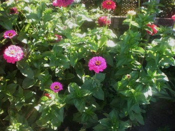 Солнечного настроения тем, кто ищет своих детей  - image (12).jpg