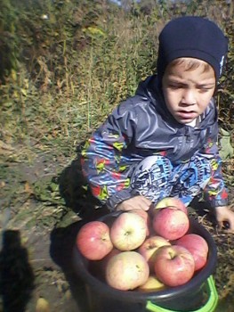 Солнечного настроения тем, кто ищет своих детей  - Тема с яблоками.jpg