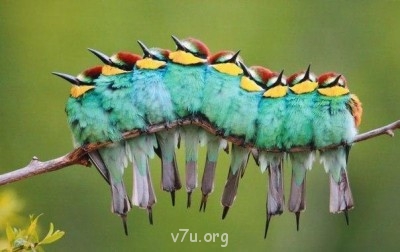 Это - не гусеница :)