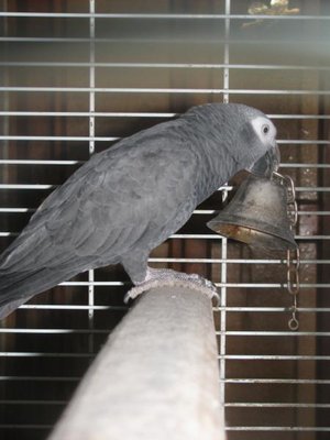 Наши любимые домашние питомцы - 020.JPG