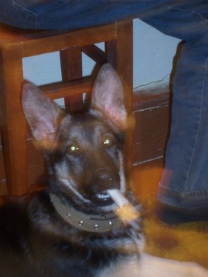 Наши любимые домашние питомцы - ����������� 187.jpg