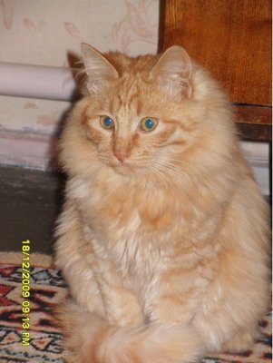 Наши любимые домашние питомцы - SDC14128.JPG