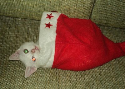 Наши любимые домашние питомцы - мелкий1_cr.jpg