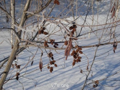 Зимушка-красавица - Рисунок1.jpg