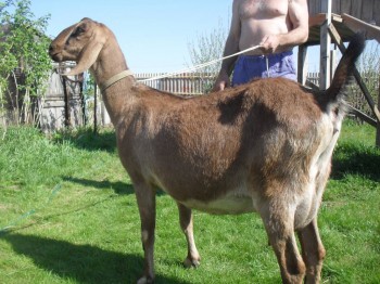 Наши козы - SDC15501.JPG