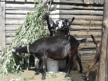 Наши козы - SDC15580.JPG