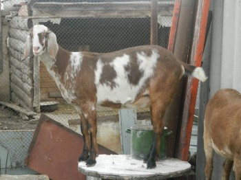 Наши козы - DSCN1765.JPG