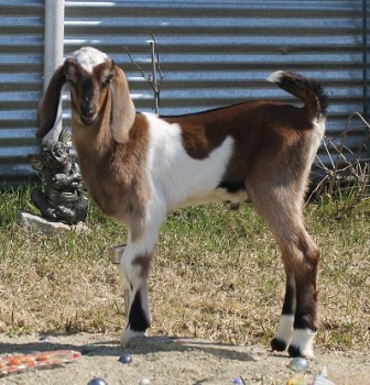 Наши козы - 066.JPG