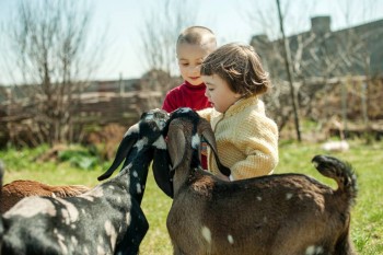 Наши козы - 05.jpg