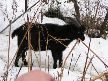 Наши козы - P1010015.JPG