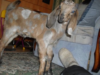 Наши козы - SDC16005.JPG