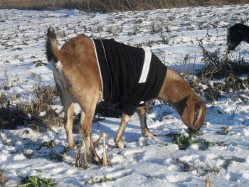 Наши козы - SDC15002.JPG