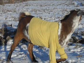 Наши козы - SDC15001.JPG