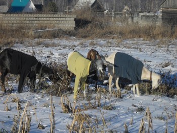 Наши козы - SDC15010.JPG