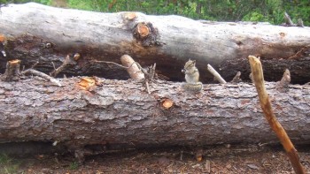 Страхи, радости и мы - DSCF2685.jpg