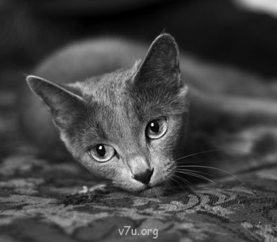 Ваше состояние души: мысли и чувства в картинке или мелодии - 102381_main.jpg