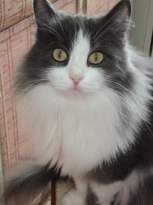 Наши любимые домашние питомцы - DSC00861.JPG