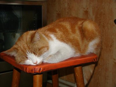 Персик даже когда спит подглядывает