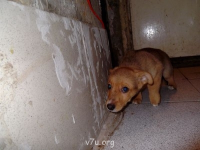 это чудо я подобрала маленьким комочком на дороге