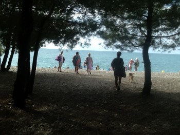 проход через сосновую рощу к морю