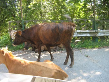 машин мало,зато коров много!