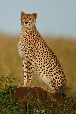 Правда и мифы о международном усыновлении - DSCO0009[1].JPG