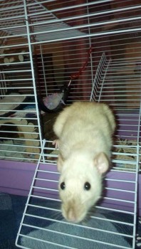 Санек Наш приемный сын-подросток - image-0-02-05-28b1357583c767af683f5eacd9f0edbded16a2220e0ba26223eb8aca8b349fb0-V.jpg