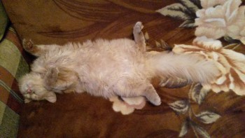 Накипело, наболело или просто взрыв мозга... - 20151123_135406.jpg