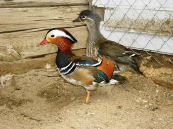 Истории Фимы - DSCN0111.JPG