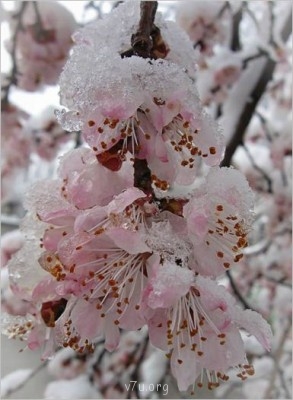 Переезд в Краснодарский край - снегцветы.JPG