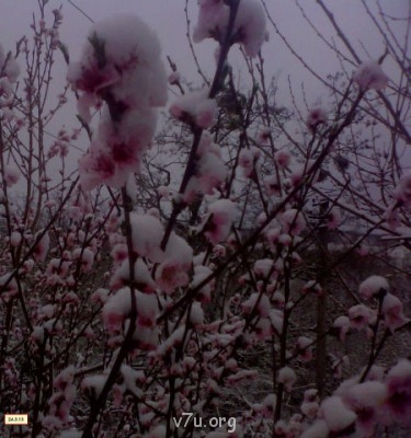 Переезд в Краснодарский край - снег.jpg