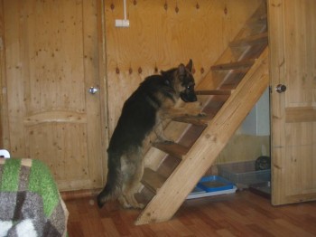 Строительство и ремонт - P6270016.JPG