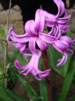 Переезд в Краснодарский край - DSC02911.JPG