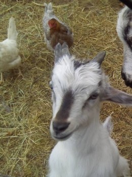 Наши козы - IMG_20170521_121559.jpg