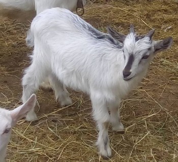 Наши козы - IMG_20170521_121632.jpg