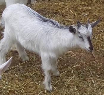 Наши козы - IMG_20170521_121628.jpg