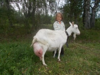 Наши козы - pVp15S30iOU.jpg