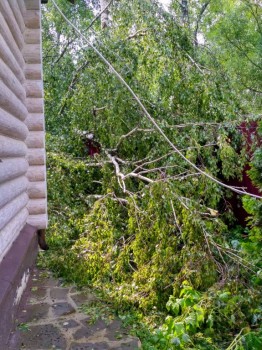 Берёза на моем заборе. И на моей малине...