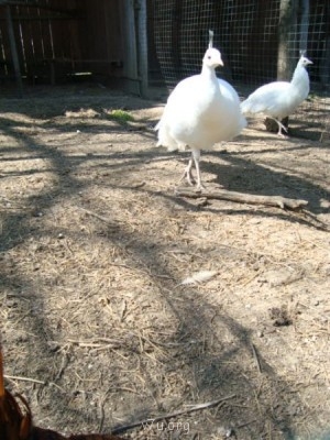 Переезд в Краснодарский край - DSC03330.JPG