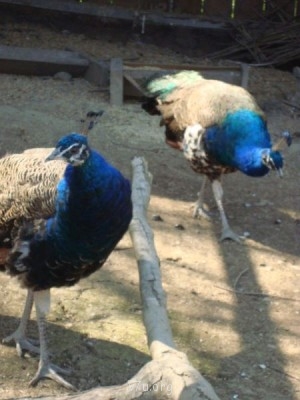 Переезд в Краснодарский край - DSC03343.JPG