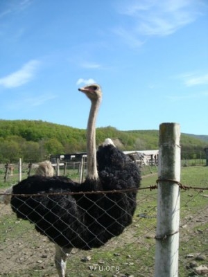 Переезд в Краснодарский край - DSC03480.JPG