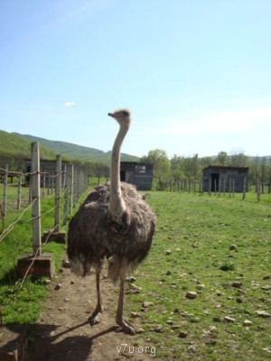 Переезд в Краснодарский край - DSC03422.JPG