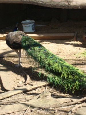 Переезд в Краснодарский край - DSC03361.JPG