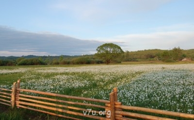 Летний отдых - долина нарцисів.jpg