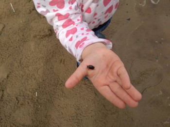 Жуки - это очень интересно.